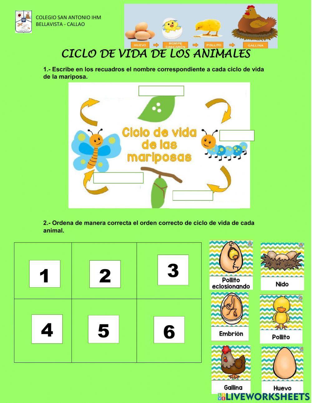 Ciclo de vida de los animales