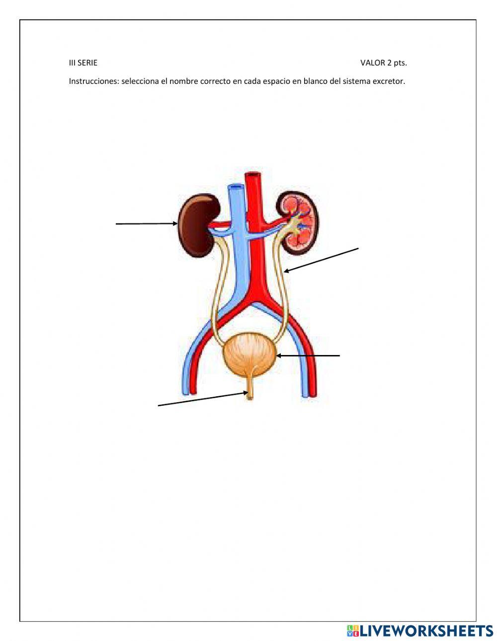 Evaluación II Unidad 4to P. C.N