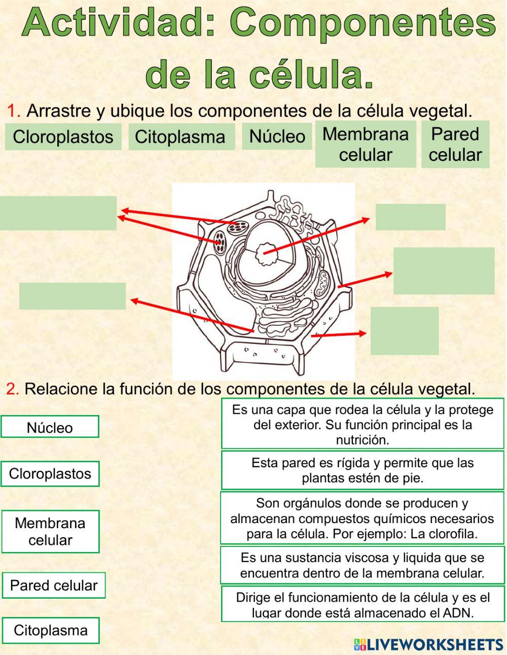 Actividad célula vegetal