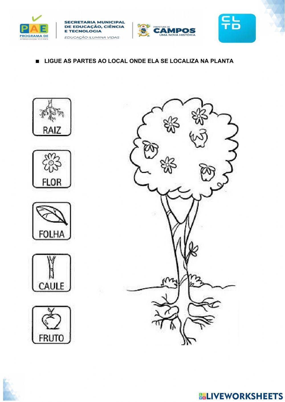 As partes das plantas