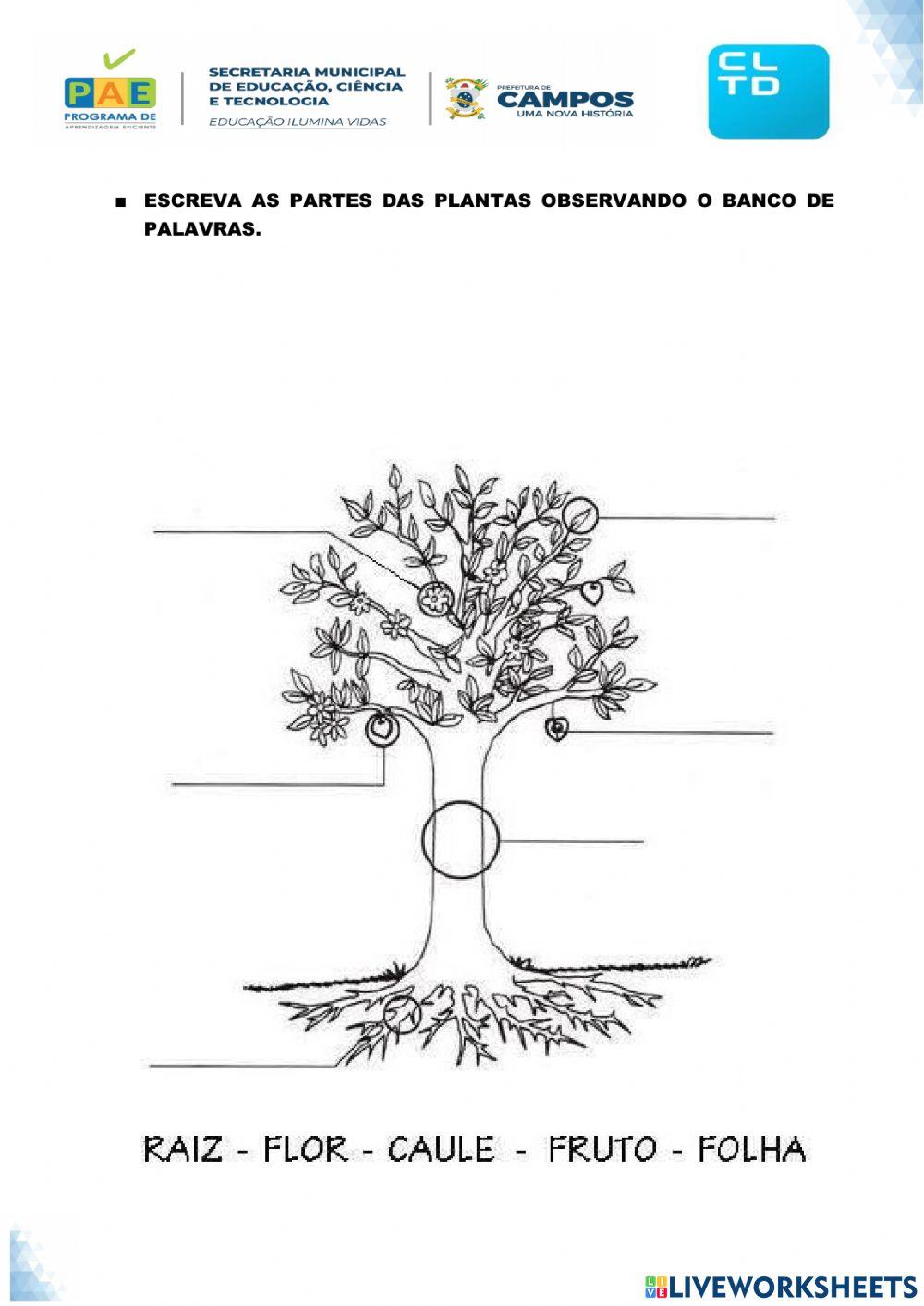As partes das plantas