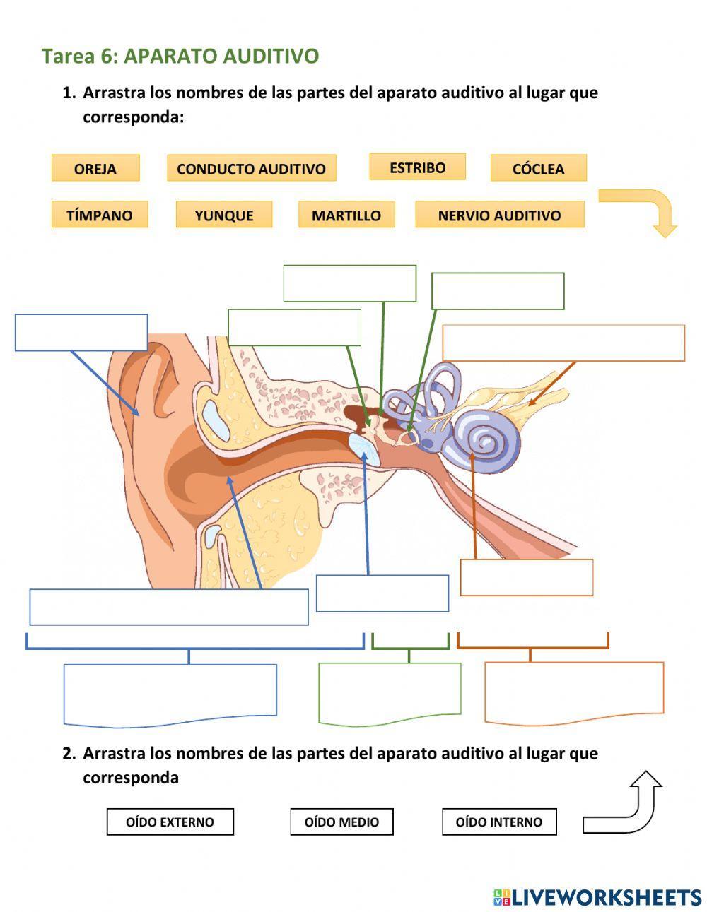 Tarea 6: aparato auditivo