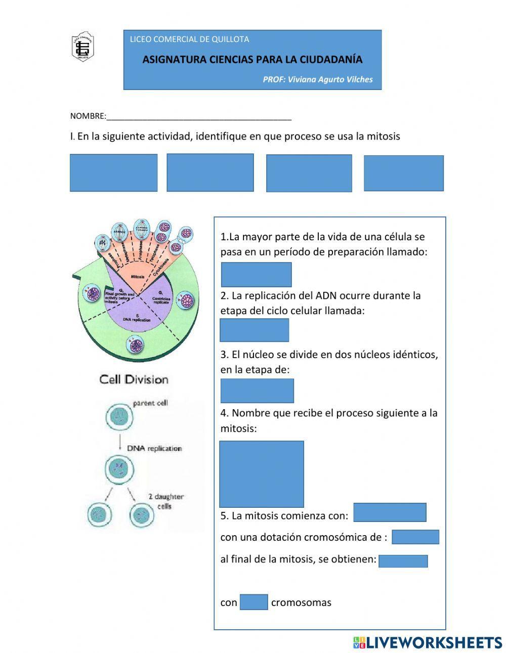 Ciclo celular y mitosis