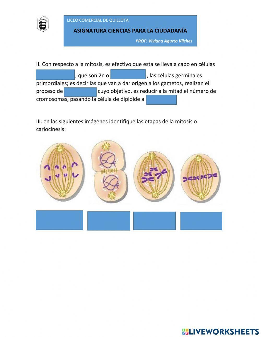 Ciclo celular y mitosis