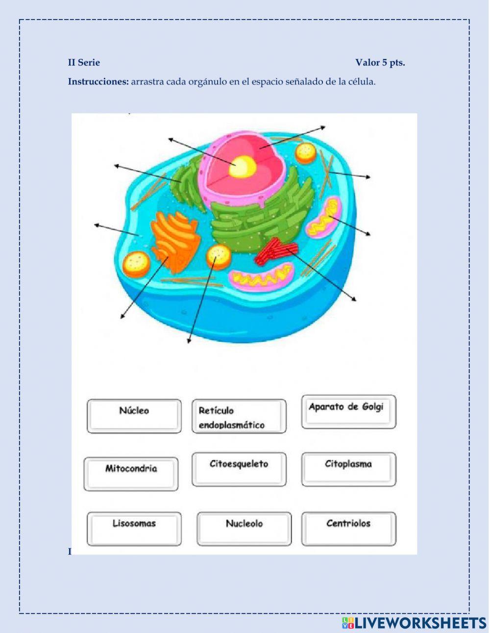 Evaluación II Unidad 6to P. C.N