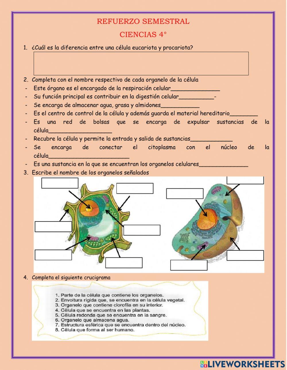 Refuerzo semestral de ciencias 4°