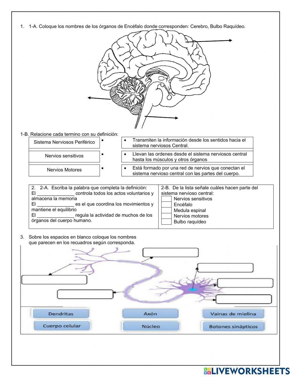 El cerebro Humano