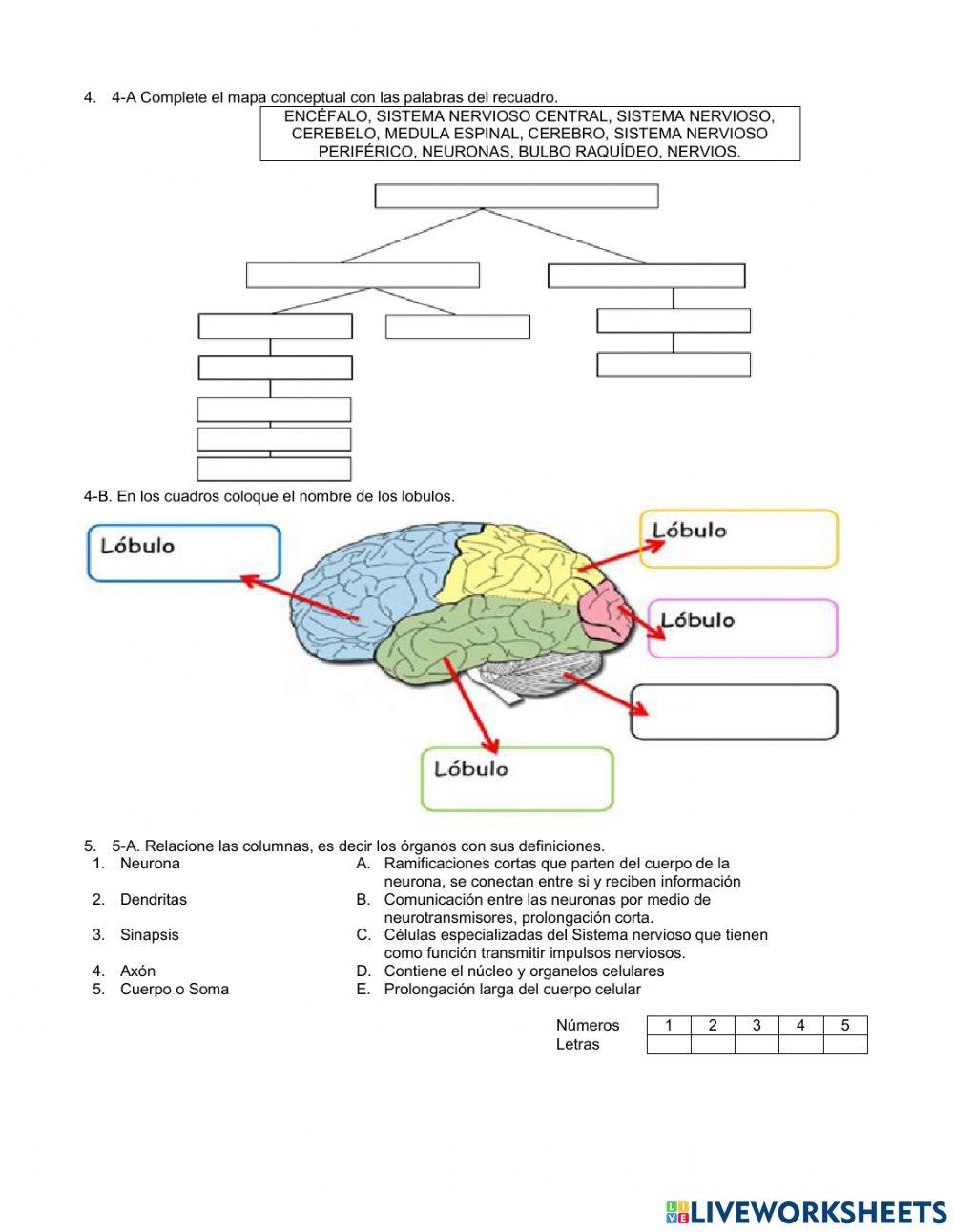 El cerebro Humano