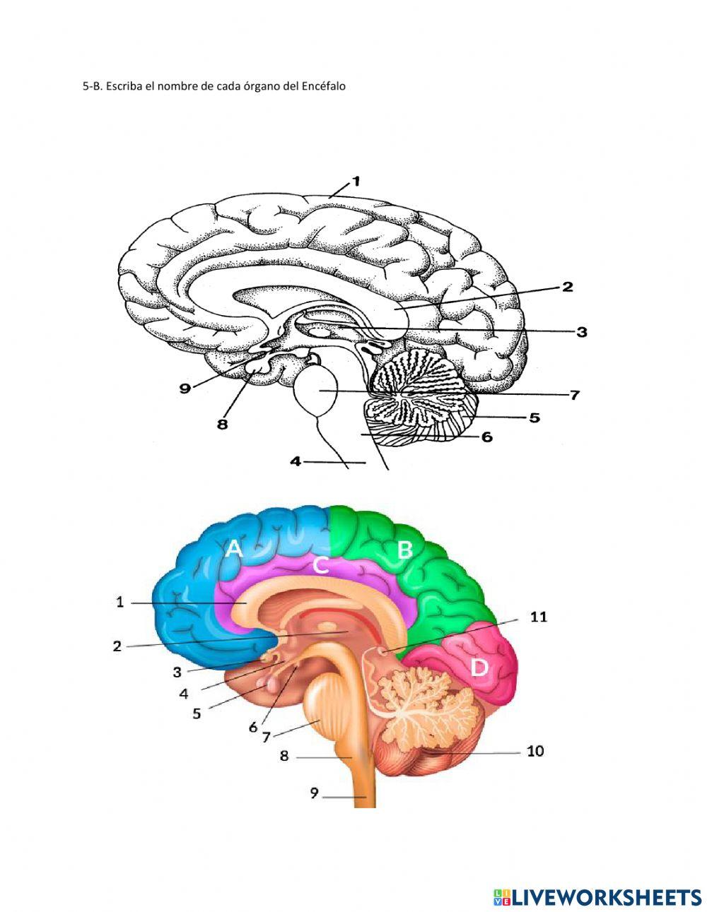 El cerebro Humano