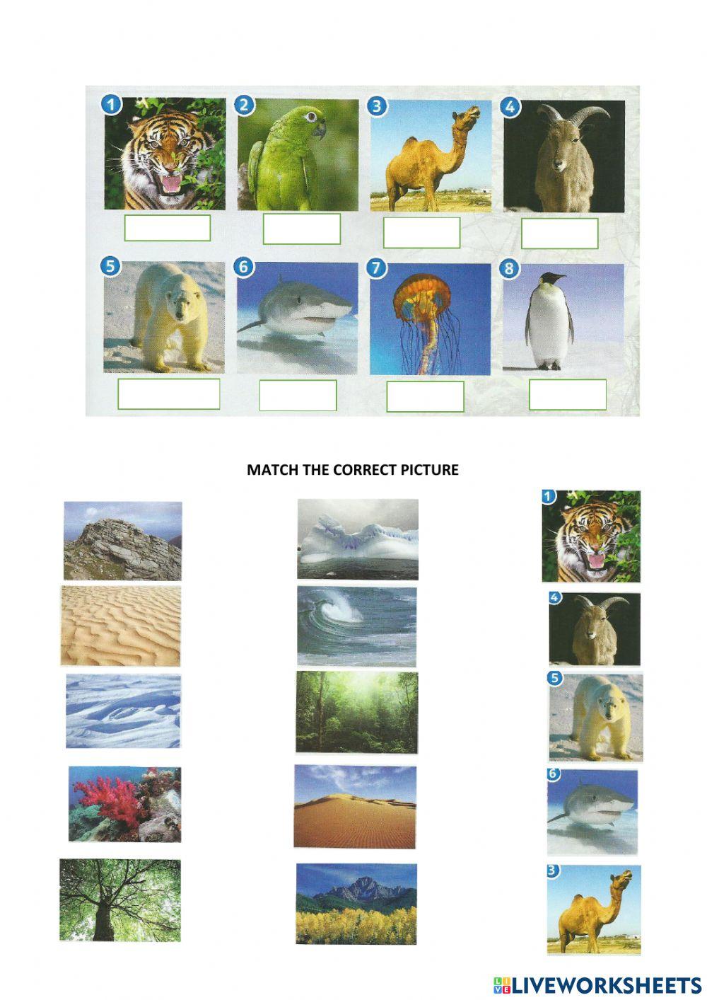 Supermind Y2(habitat)