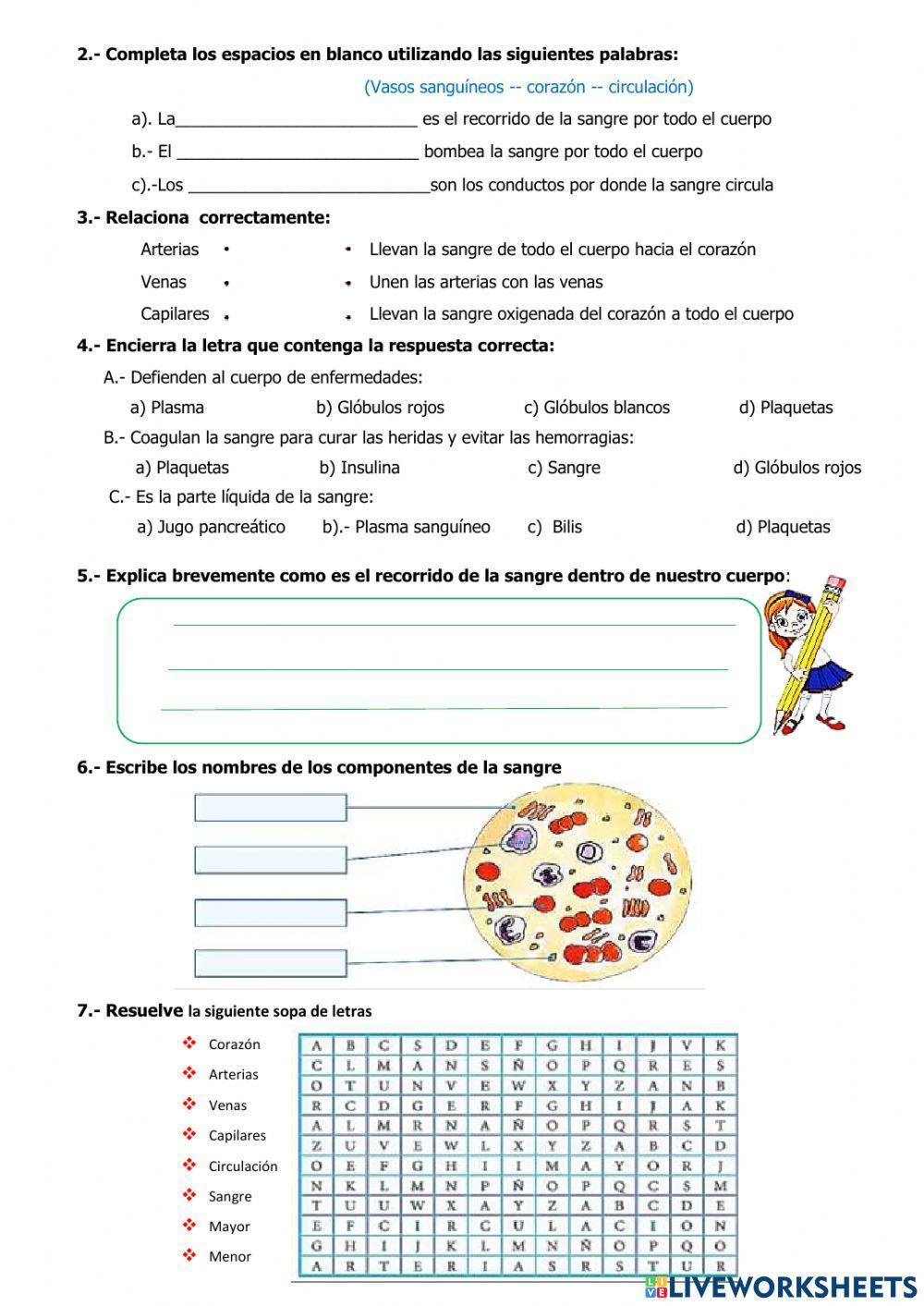 El Sistema Circulatorio