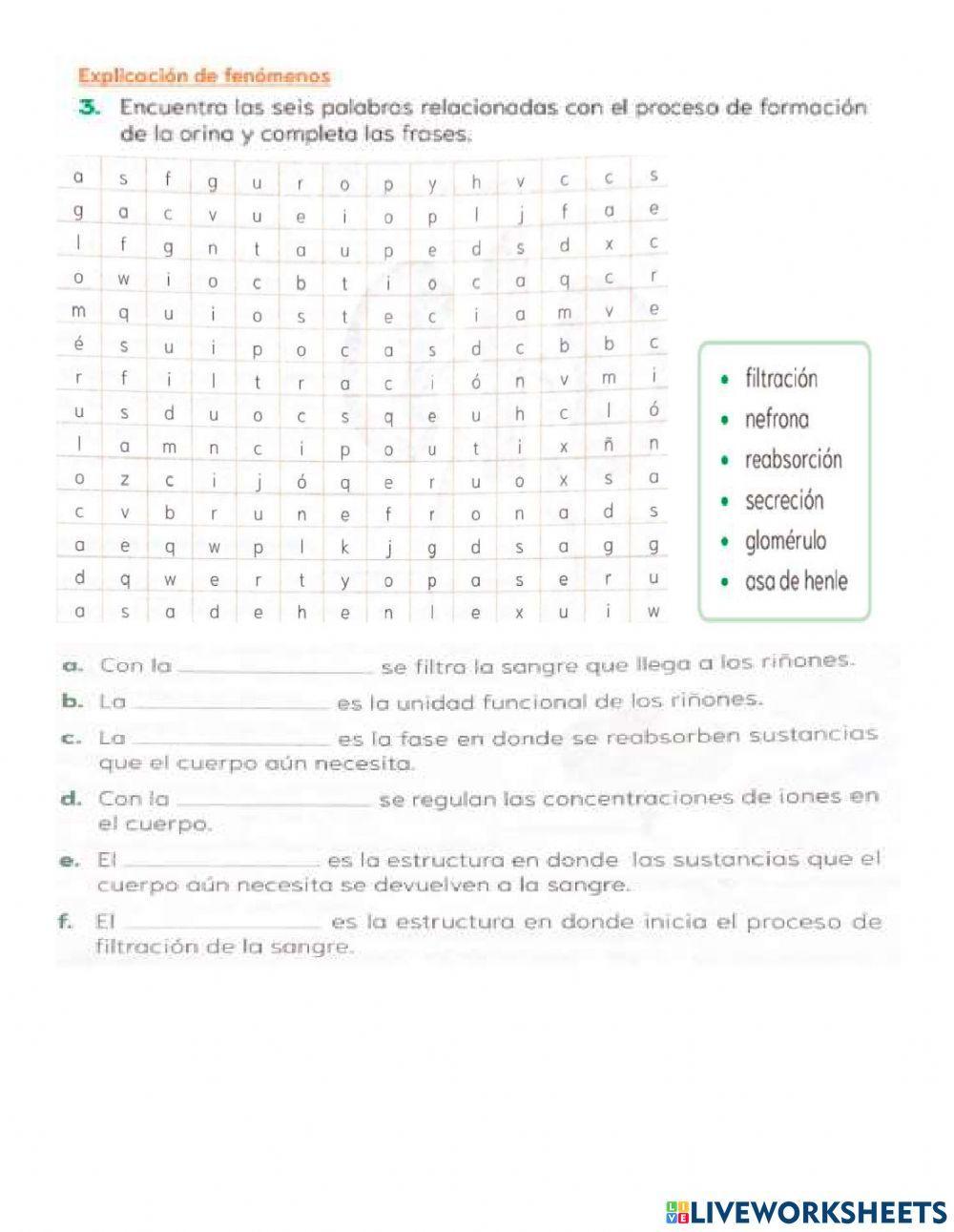 Sistema excretor humano