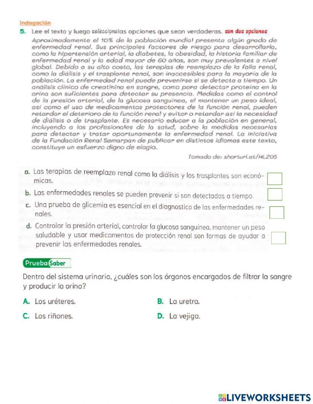 Sistema excretor humano