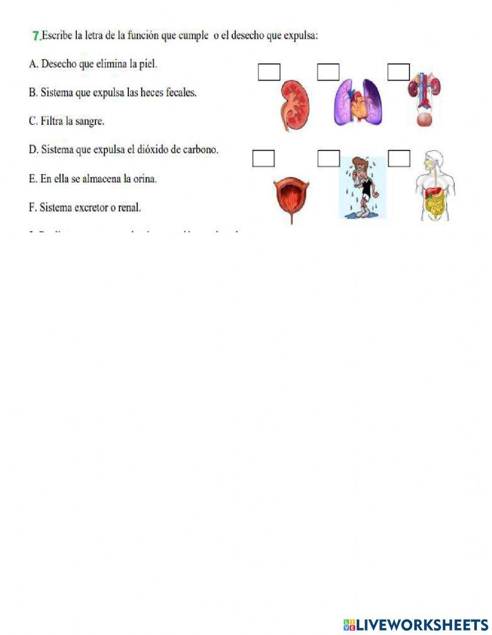 Sistema excretor humano