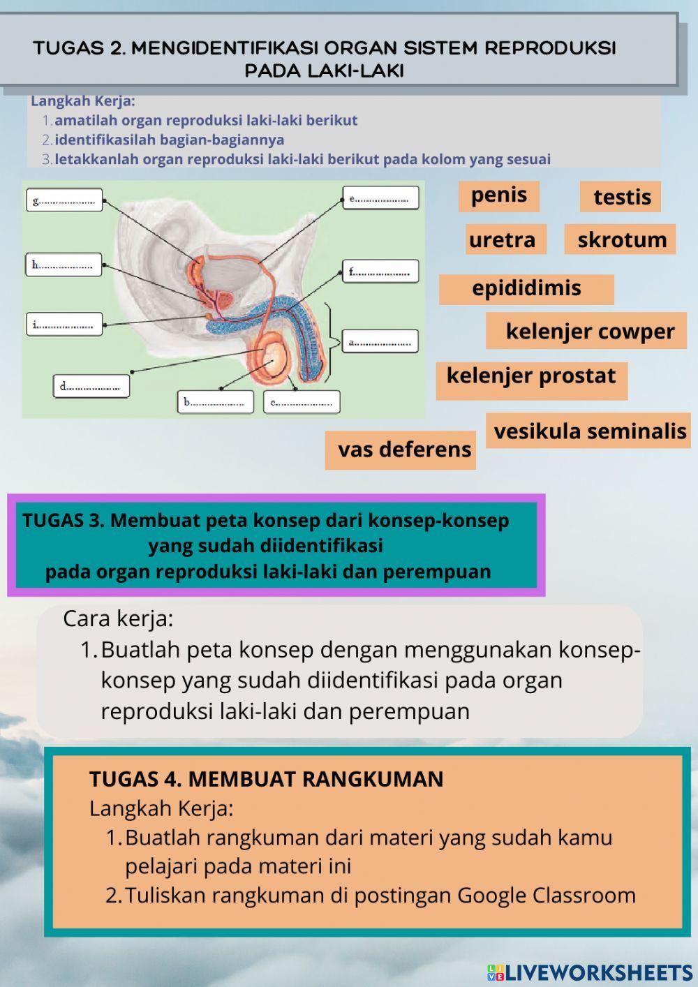 Lkpd organ reproduksi manusia