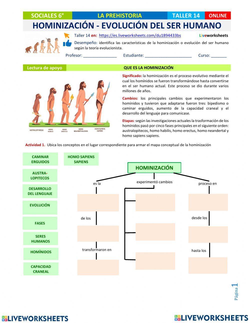 Evolucion del homínidos