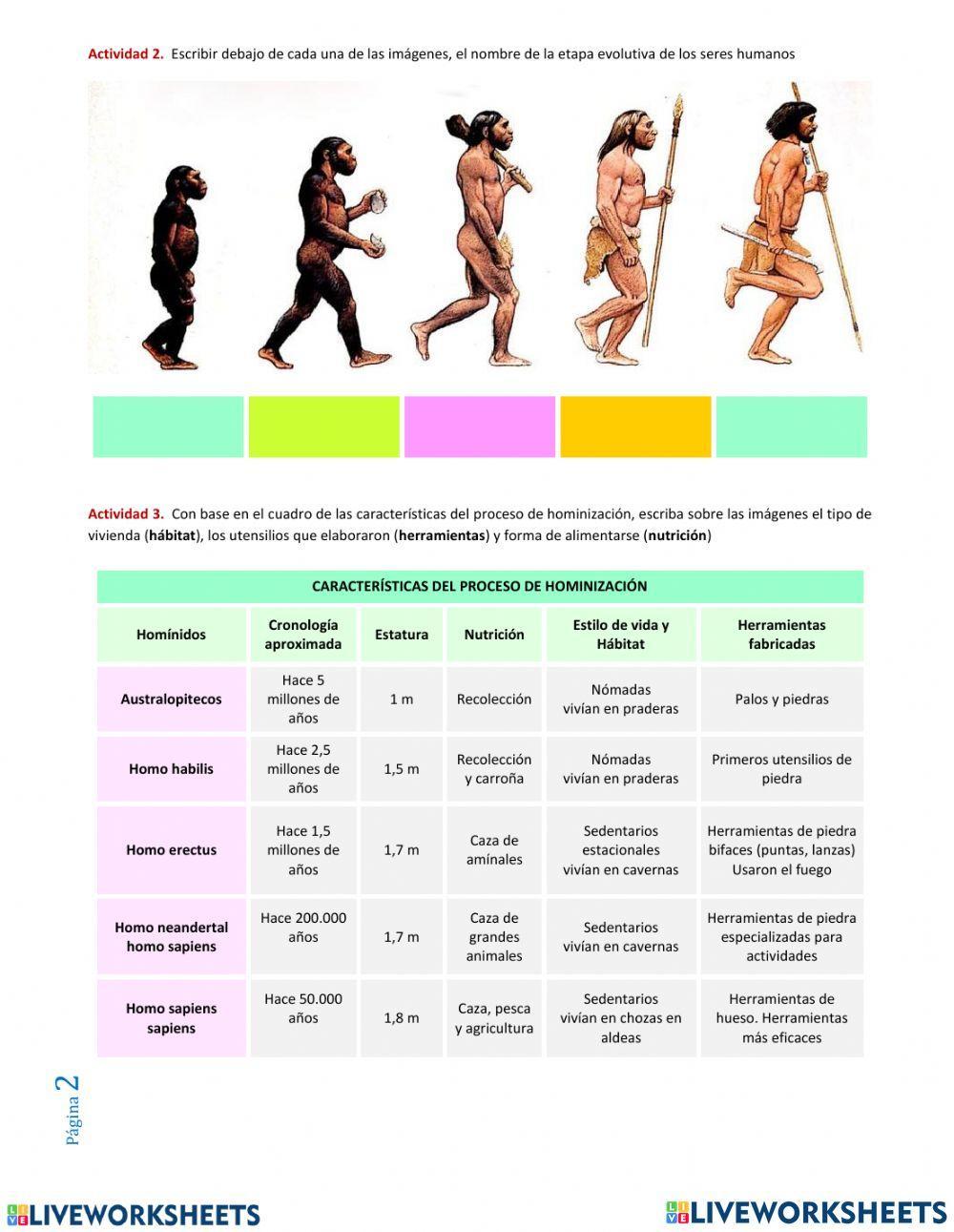 Evolucion del homínidos