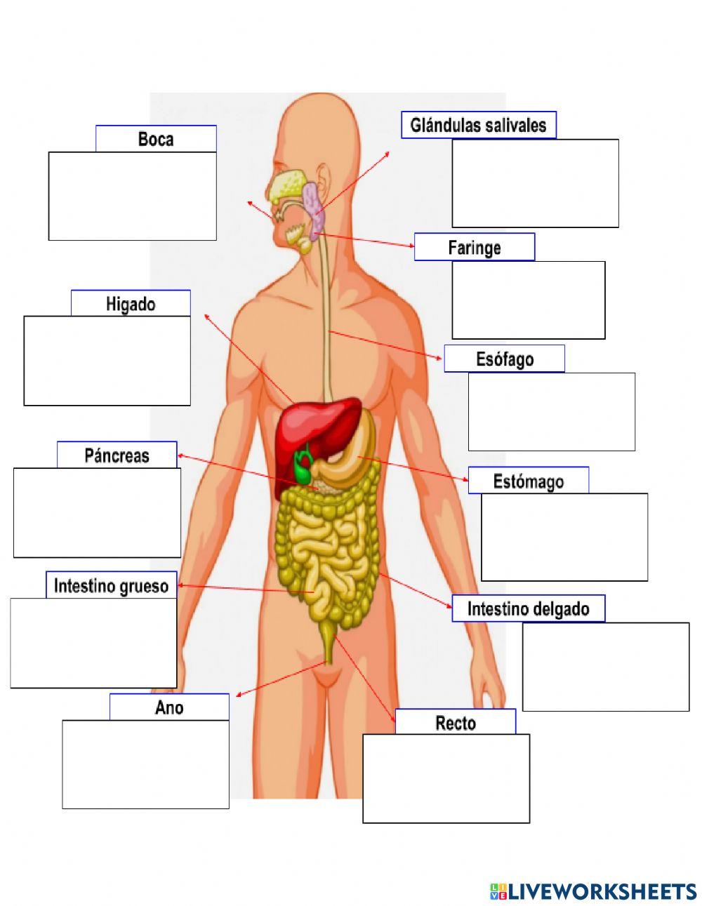 Ticket de salida Ciencia Ciclo-2