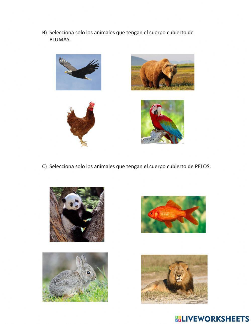 Cubierta corporal de animales