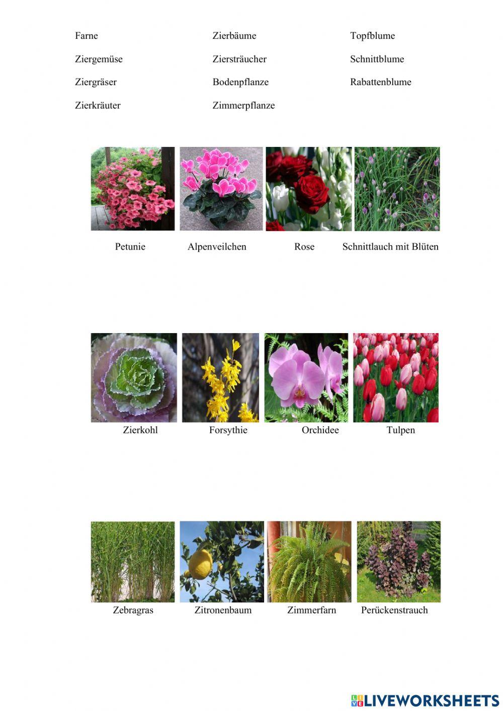 Zierpflanzen worksheet Live Worksheets