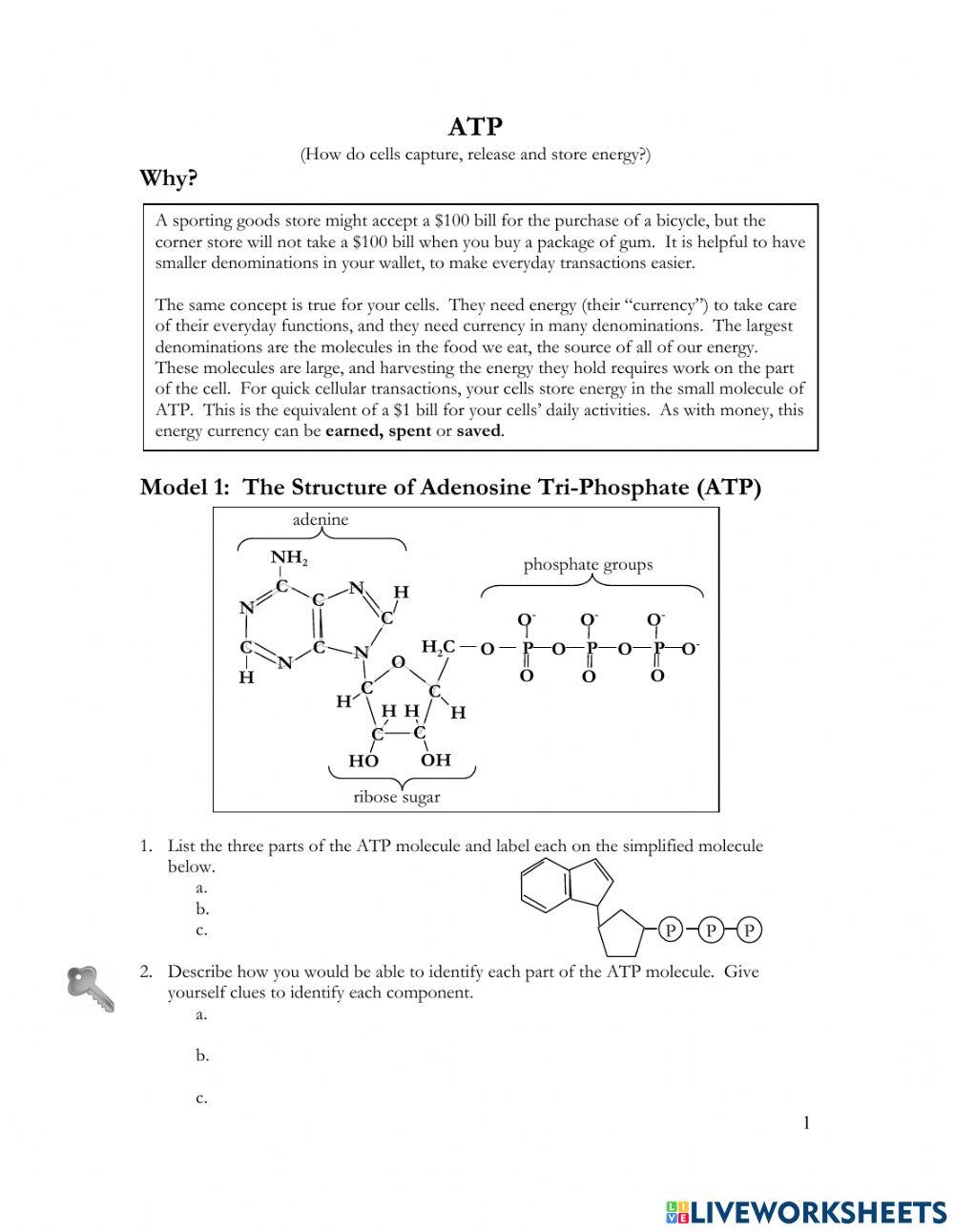Chemical Energy - ATP POGIL