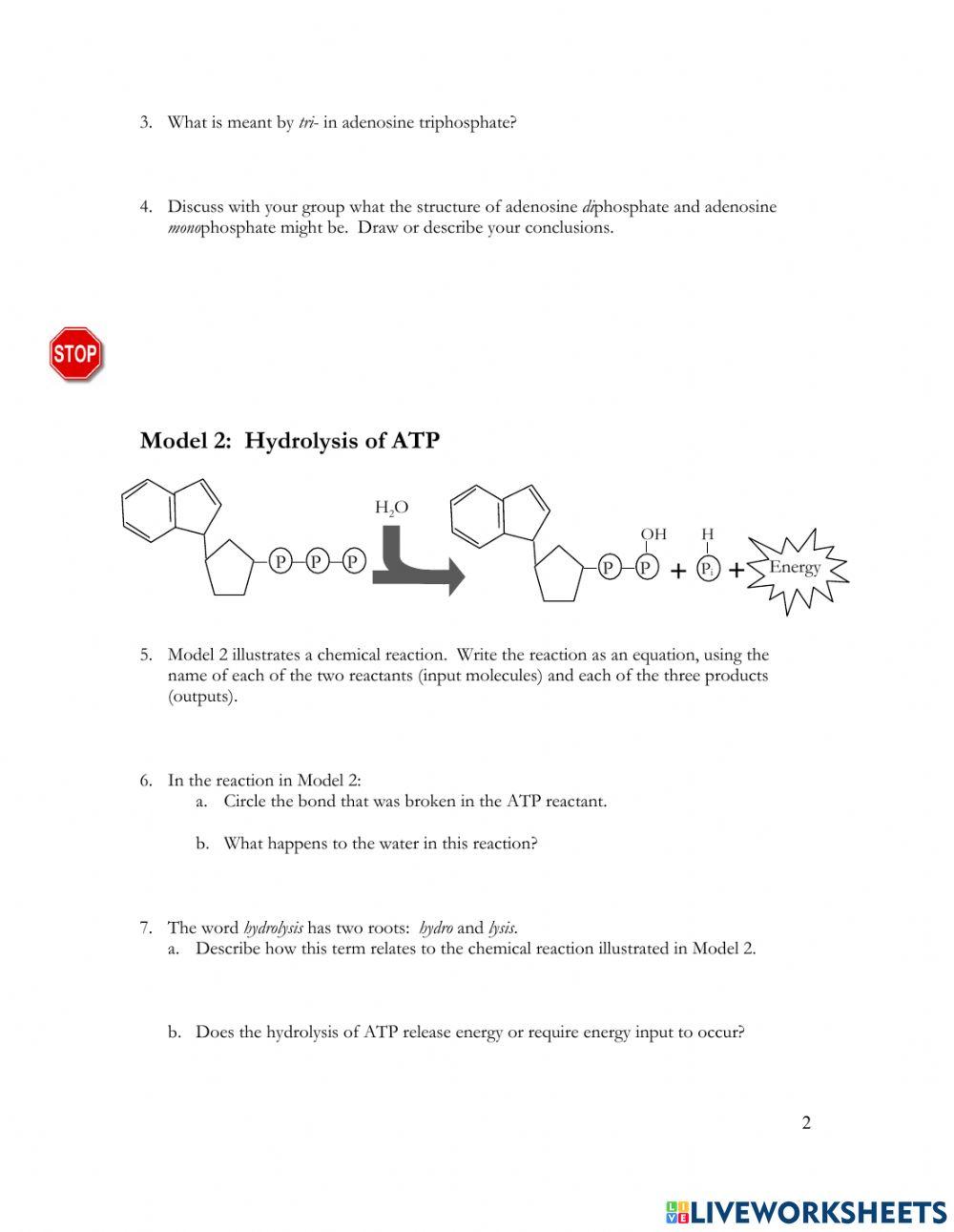 Chemical Energy - ATP POGIL