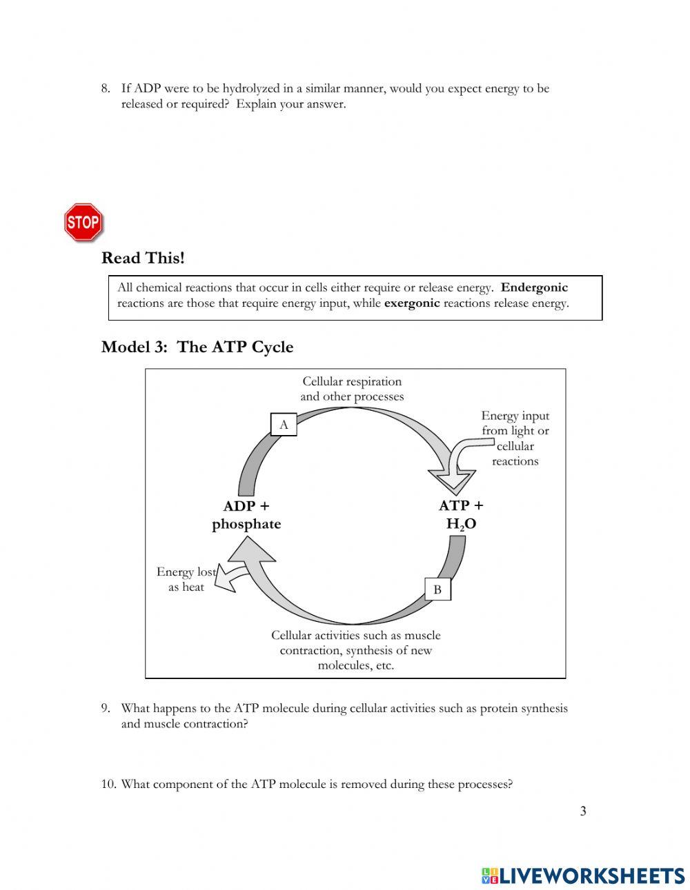 Chemical Energy - ATP POGIL