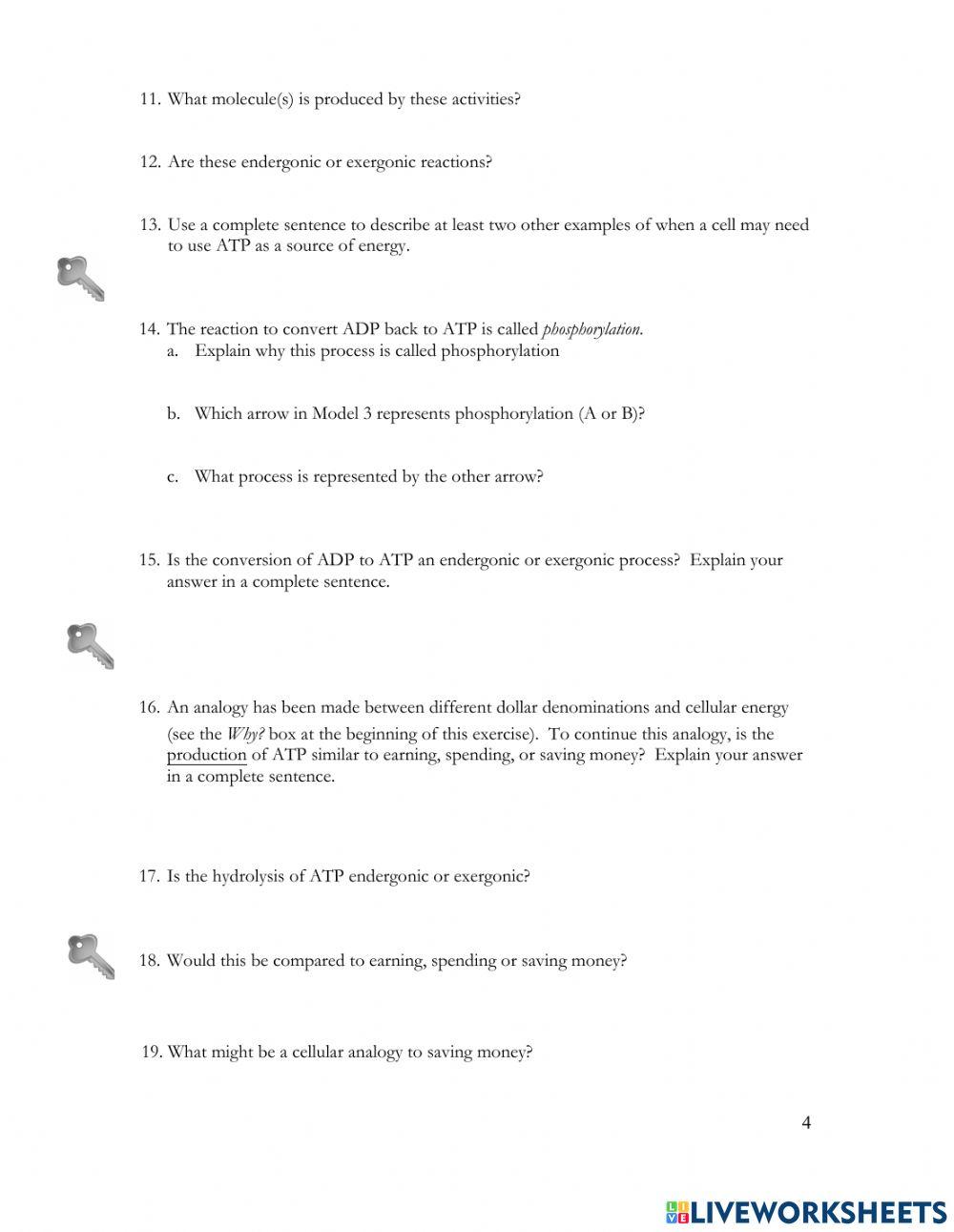 Chemical Energy - ATP POGIL