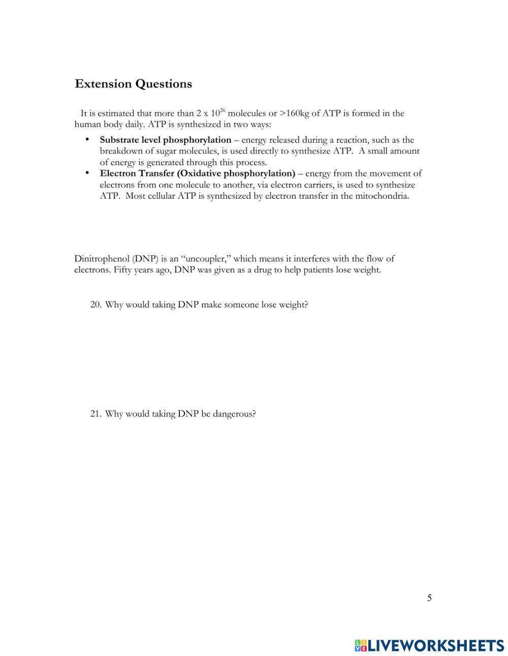 Chemical Energy - ATP POGIL