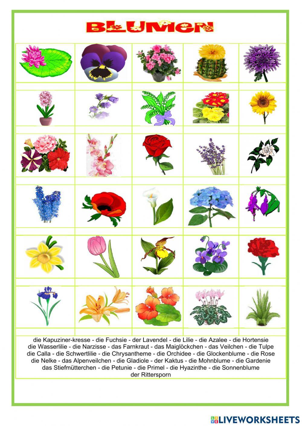 Blumen worksheet Live Worksheets