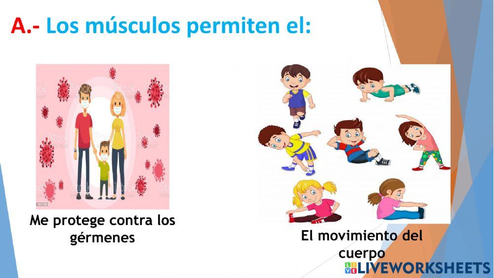 Funciones del cuerpo