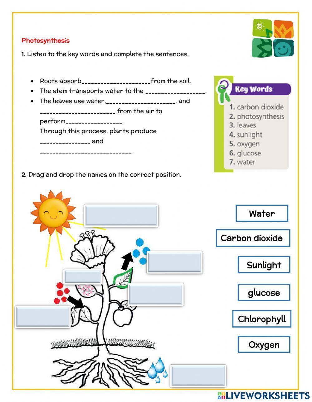 Photosynthesis Worksheet 7th Grade photosynthesis-worksheet-7th-grade