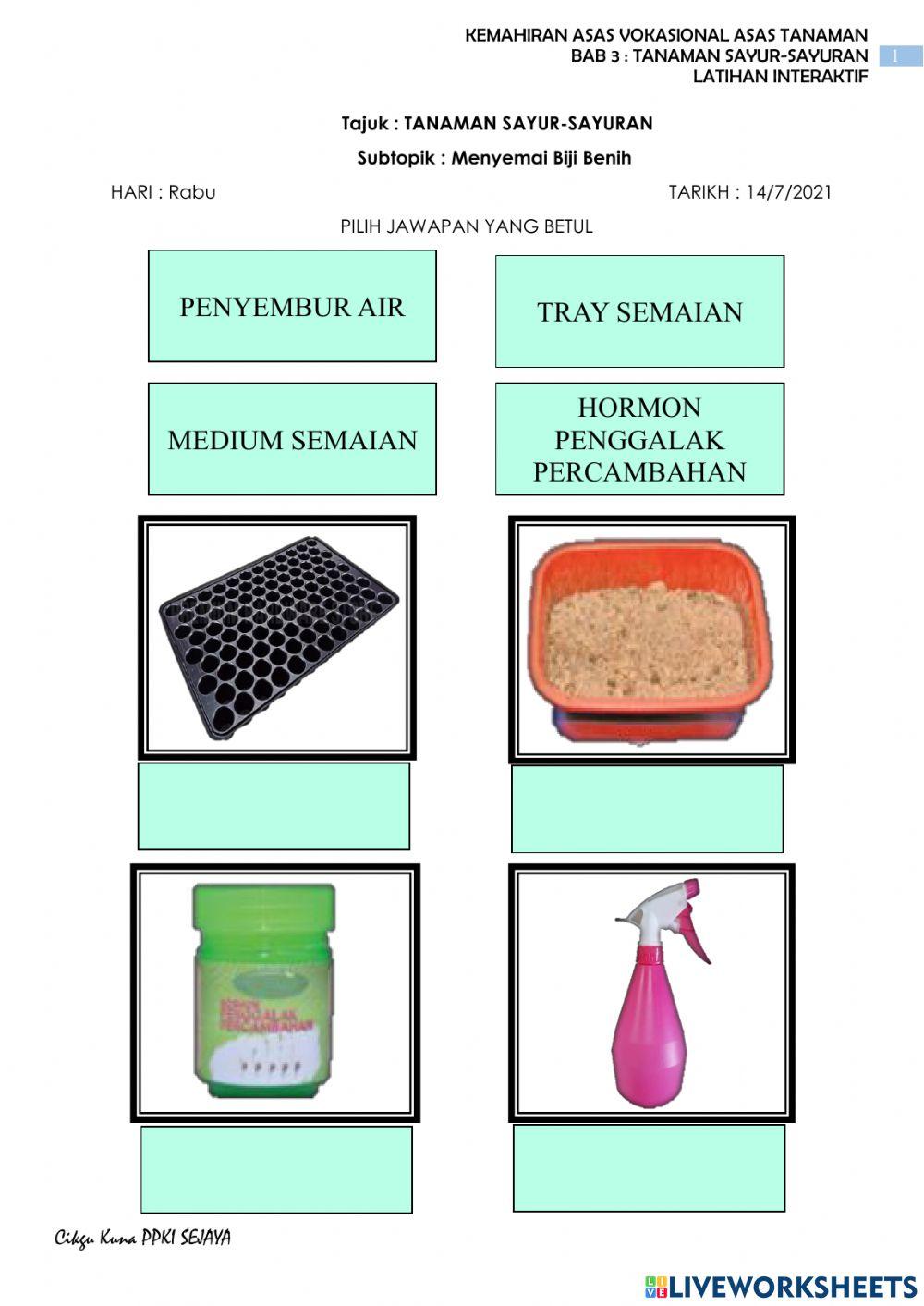 Semai biji benih dalam tray semaian
