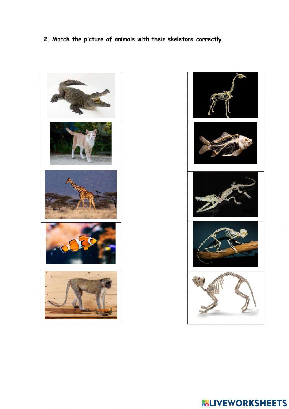 Unit 8 The Robot: The Skeleton by Grace David Branch