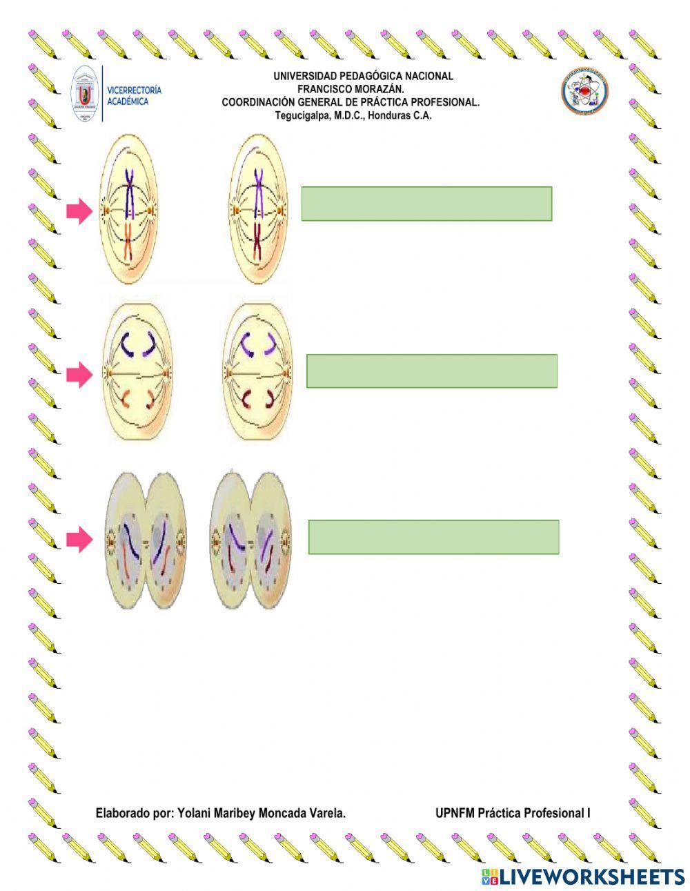 Fases de la mitosis y meiosis.