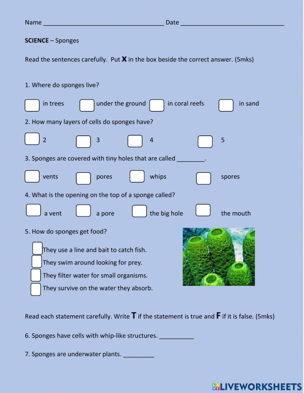 Sponges interactive exercise Live Worksheets