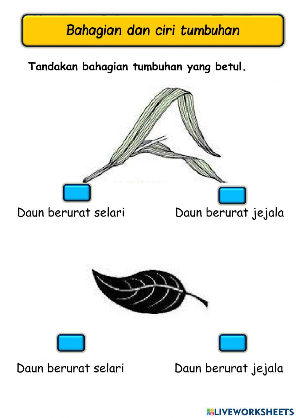 Bahagian tumbuhan
