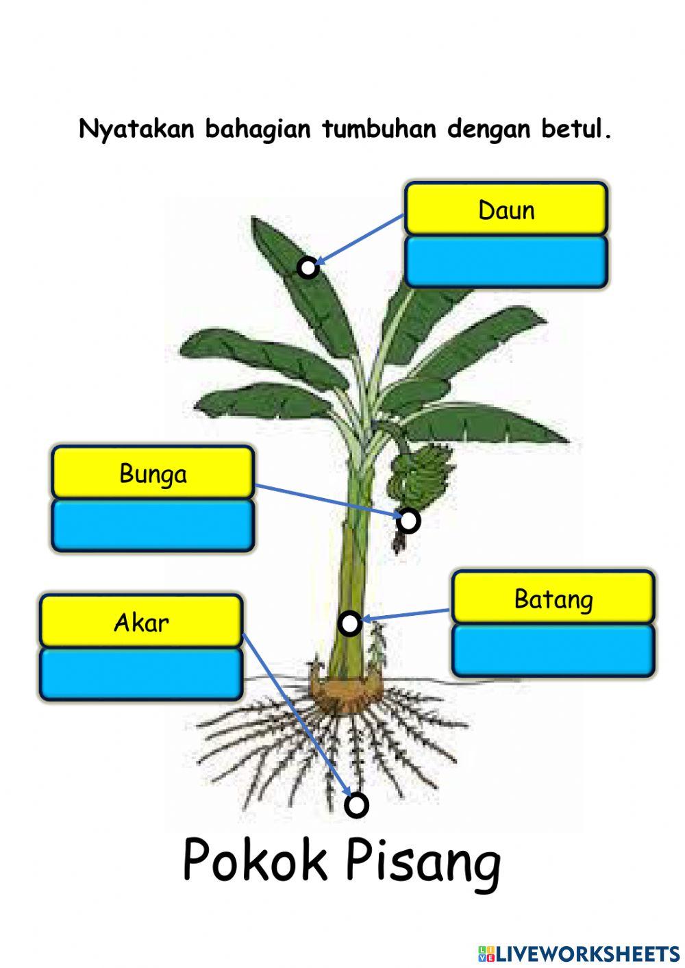 Bahagian tumbuhan