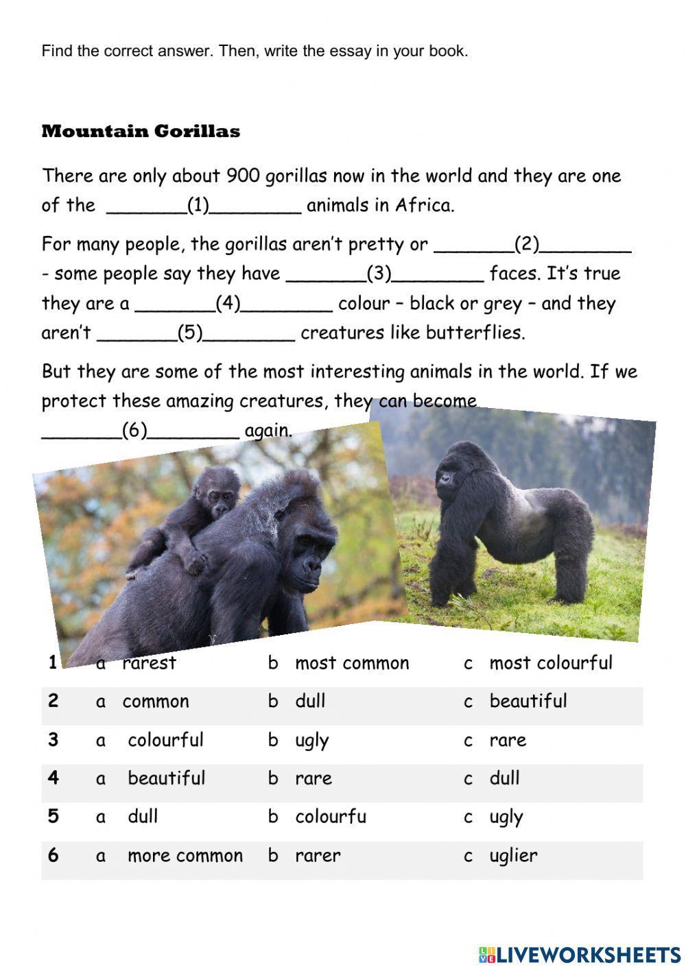 Mountain Gorillas