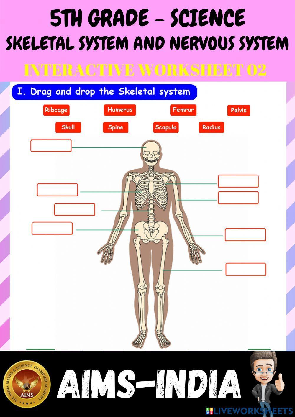 5th-science-ps02- skeletal system and nervous system