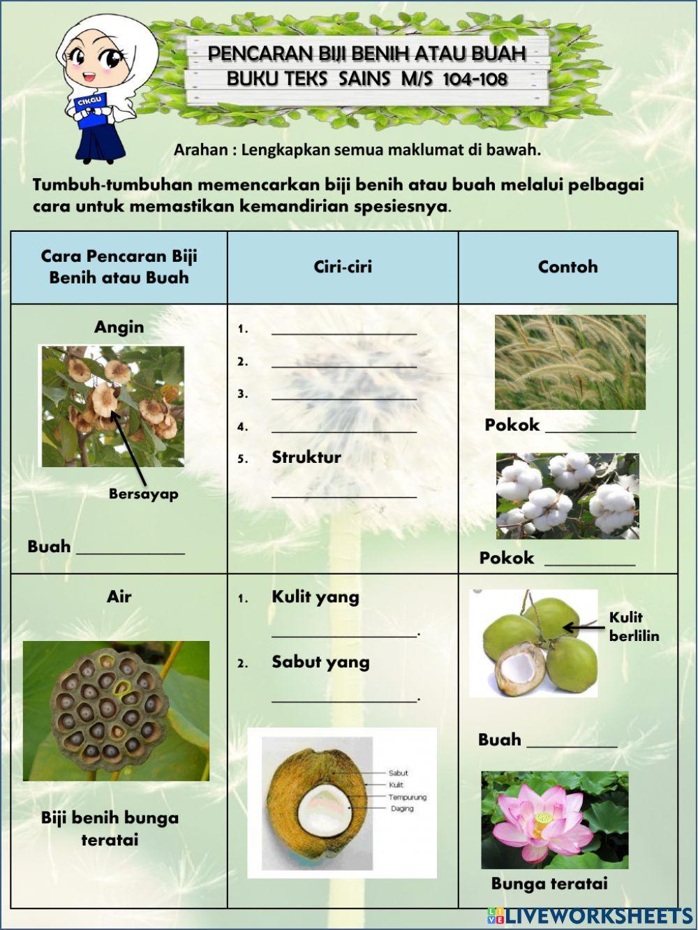 Cara Pencaran Biji Benih atau Buah