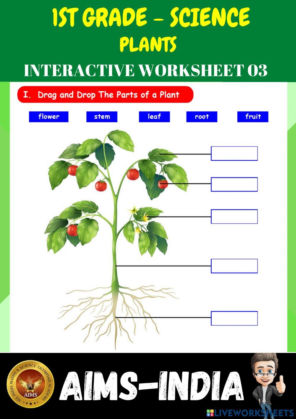 1st-science-ps03-plants