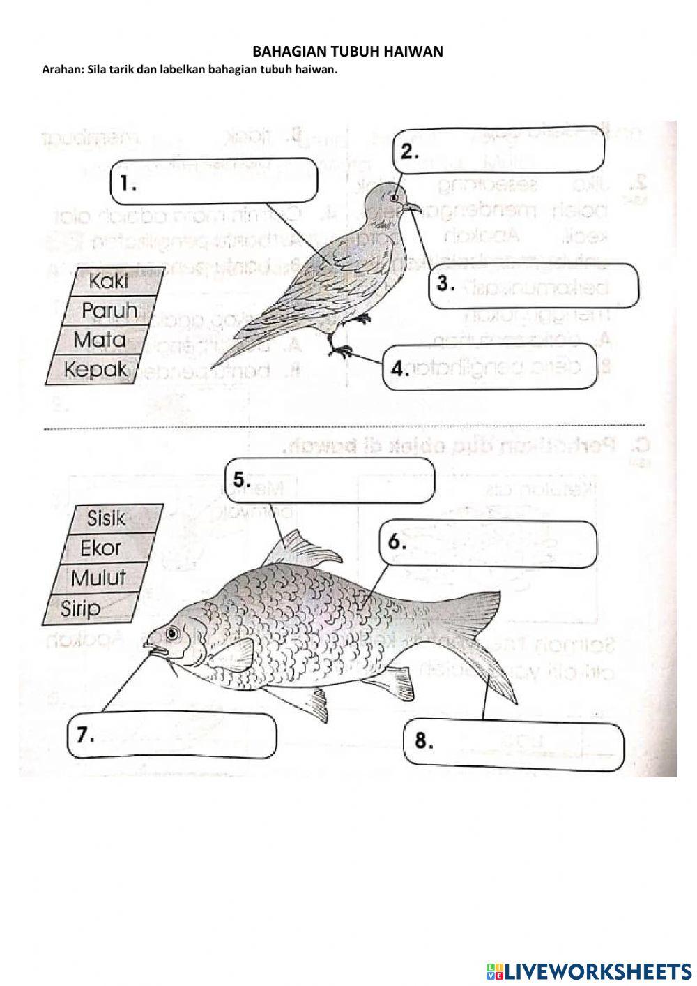 Bahagian Tubuh Haiwan