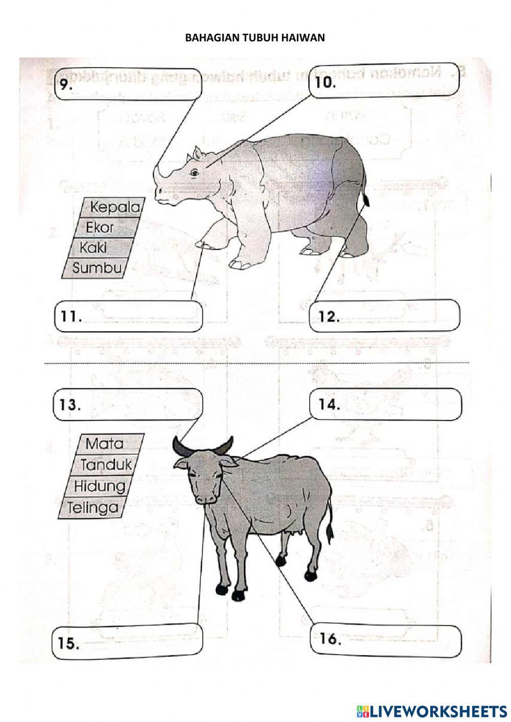 Bahagian Tubuh Haiwan