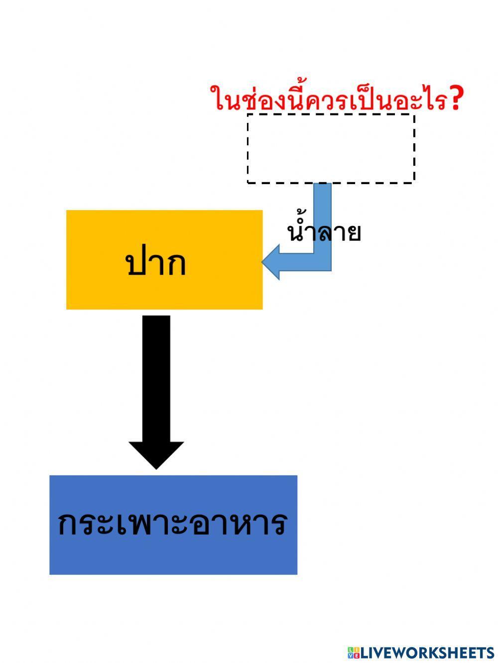 Digestive system model