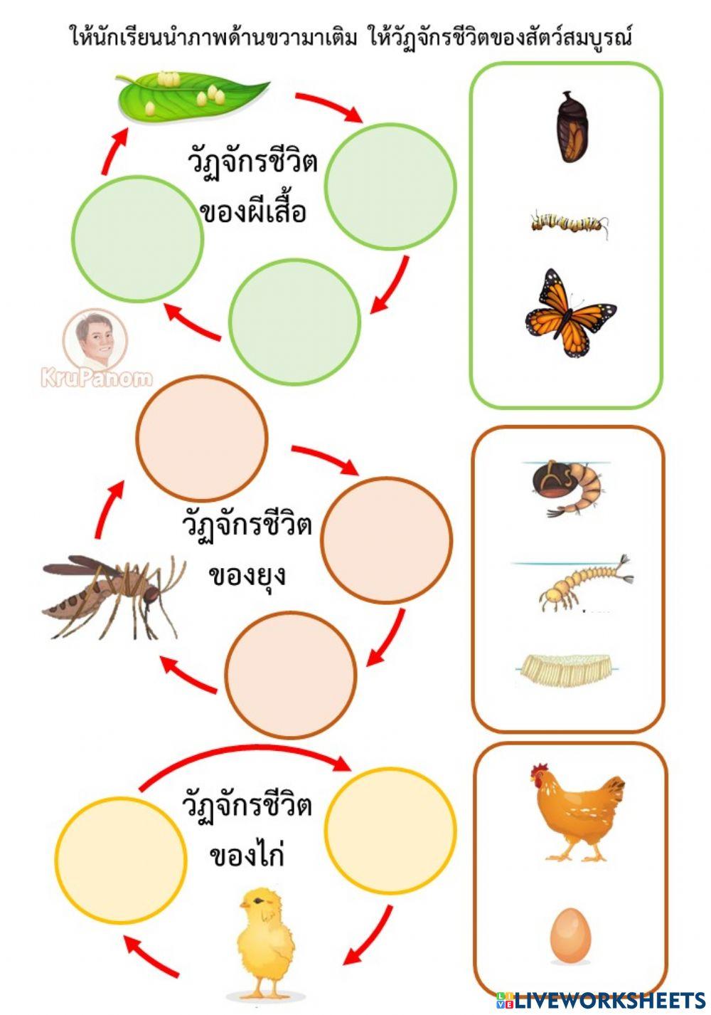 life Cycle online exercise for | Live Worksheets