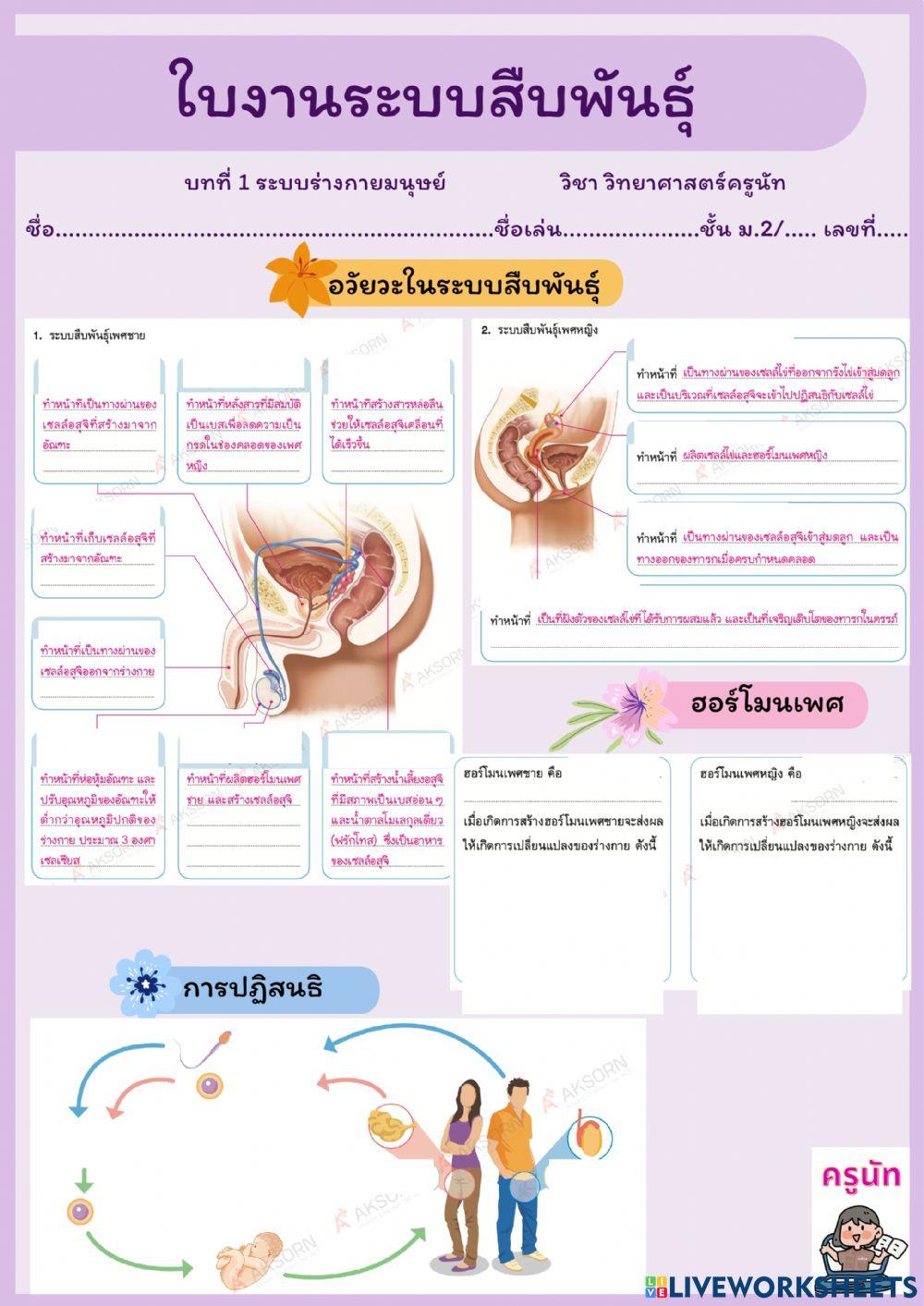 ใบงานระบบสืบพันธุ์