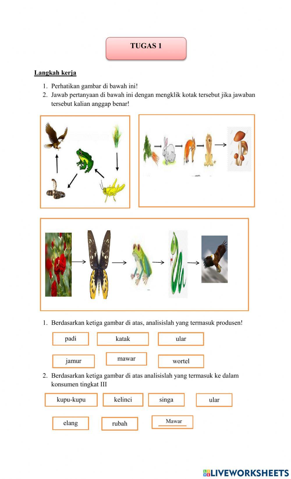 Lkpd rantai makanan