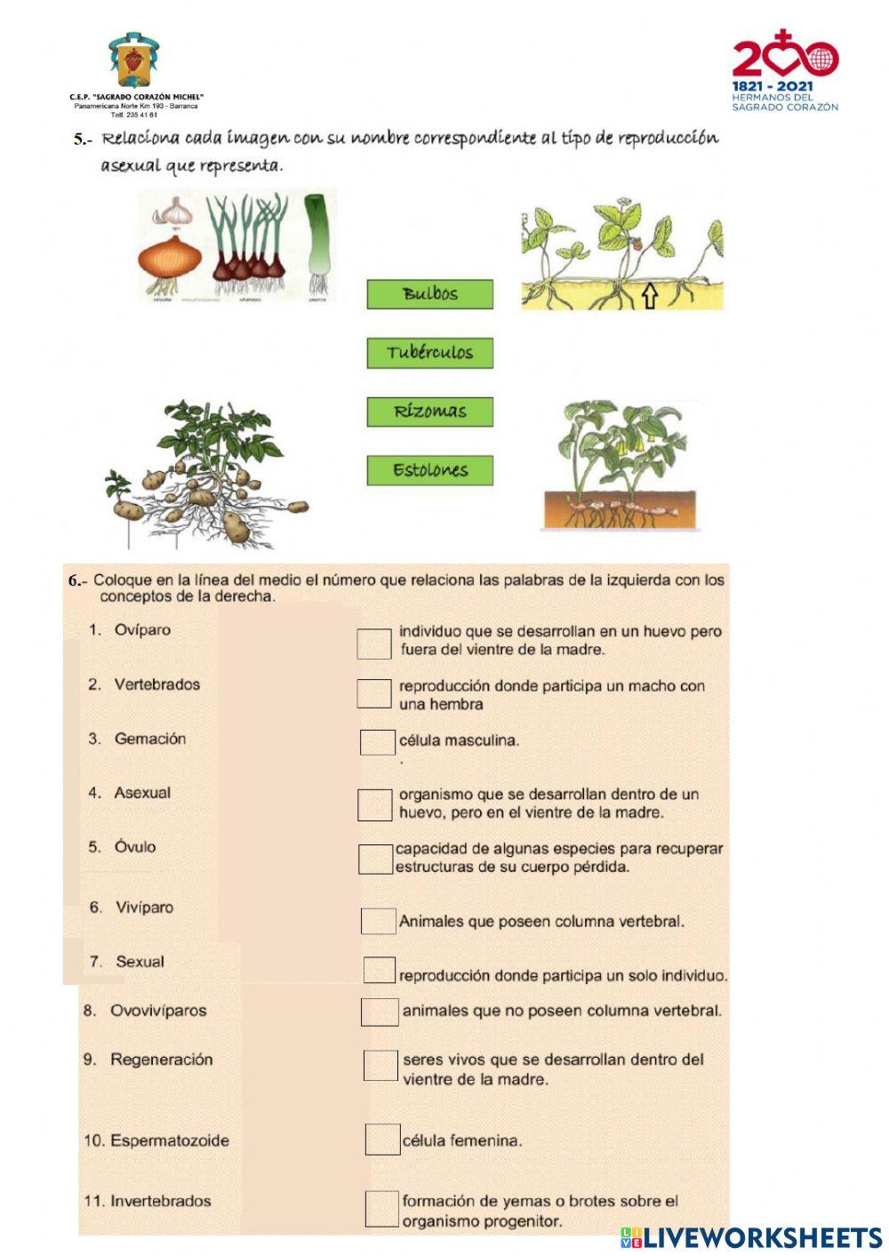 Reproducción de los seres vivos