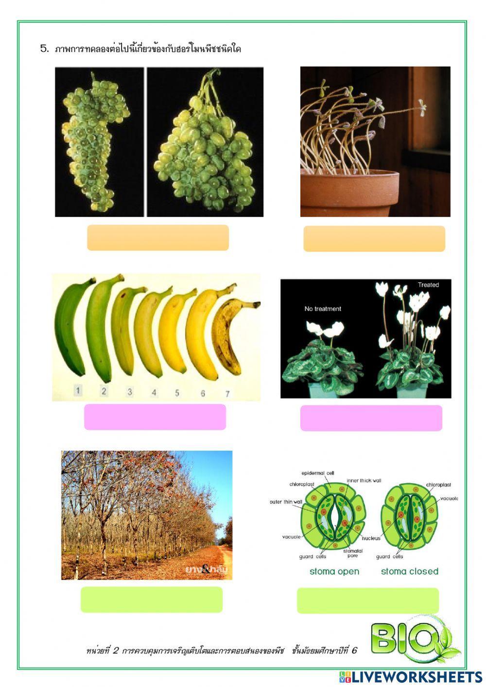 แบบฝึกหัด เรื่อง ฮอร์โมนพืช